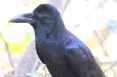 [Large-billed Crow]