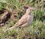 [Long-billed Pipit]