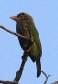 [Lineated Barbet]