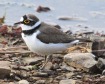 [Little Ringed Plover]