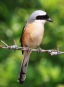 [Long-tailed Shrike]