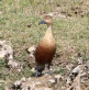 [Lesser Whistling Duck]