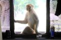 [Rhesus Macaque]