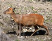 [Muntjac]