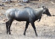 [Nilgai]