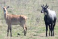 [Nilgai]