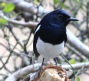 [Oriental Magpie-Robin]