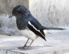 [Oriental Magpie-Robin]