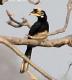 [Oriental Pied Hornbill]