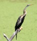 [Oriental Darter]