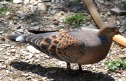 [Oriental Turtle Dove]