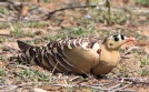 [Painted Sandgrouse]