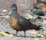 [Painted Spurfowl]