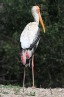 [Painted Stork]