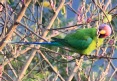 [Plum-headed Parakeet]