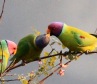 [Plum-headed Parakeet]