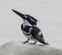 [Pied Kingfisher]