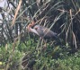 [Purple Heron]