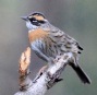 [Rufous-breasted Accentor]