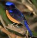 [Rufous-bellied Niltava]