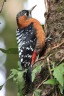 [Rufous-bellied Woodpecker]