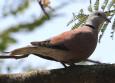 [Red Collared Dove]