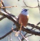 [Rock Bunting]