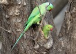 [Rose-ringed Parakeet]