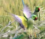 [Rose-ringed Parakeet]