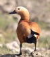 [Ruddy Shelduck]