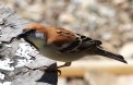 [Russet Sparrow]