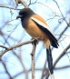 [Rufous Treepie]