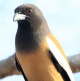 [Rufous Treepie]