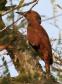 [Rufous Woodpecker]