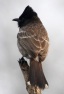 [Red-vented Bulbul]