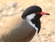 [Red-wattled Lapwing]