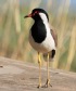 [Red-wattled Lapwing]