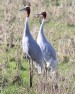 [Sarus Crane]