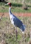 [Sarus Crane]