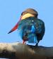 [Stork-billed Kingfisher]