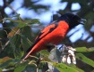 [Scarlet Minivet]