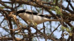 [Southern Gray Shrike]