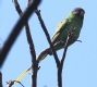 [Slaty-headed Parakeet]