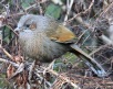 [Streaked Laughingthrush]