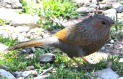 [Streaked Laughingthrush]