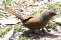 [Streaked Laughingthrush]