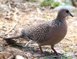 [Spotted Dove]