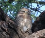 [Spotted Owlet]