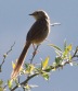 [Streaked Prinia]