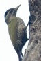 [Streak-throated Woodpecker]